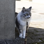 猫とふたり暮らし～evaとaiaiの日常～