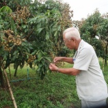 『カンボジアの果物』の画像