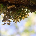 県央某所山麓で花探し