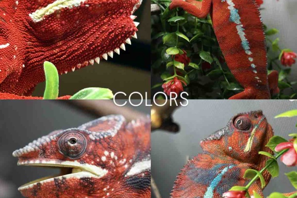 カメレオン キャンバス COLORS - パンサーカメレオン販売