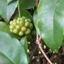 靑大將(へび)の眼の　高さに屈(かが)んで　しまひけり