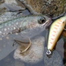 【釣果報告】岩魚