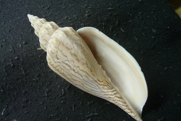 海の貝っていいね！ - ガクフボラ科