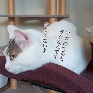 ナスの一番目は取っちゃうんだって。と、キューブ水中花つくりました。