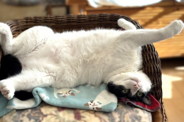 ねこ 猫 ネコ好きは とまらニャィッ♪