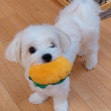 『今日も可愛いさ盛りだくさん❤』の画像