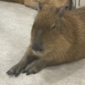 カピバラさんに出会えた日