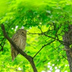 blog 丹頂の居る風景