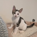 生後２ヶ月　ミナ　募集中