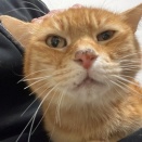 猫の鼻の黒ずみ　20260909