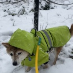 今日のパグ子　豆柴あき・クリチワまめ篇