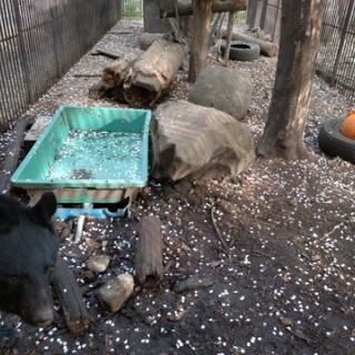 NPO犬猫みなしご救援隊・代表ブログ・みなしご庵へようこそ