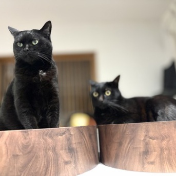 今日の日中の黒猫たち