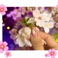 Spring🌸