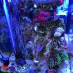 リ楽ックスして海水魚