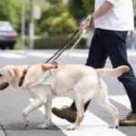 盲導犬お断りで嫌な思いをしたことがある人、9割