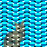 『三角ギツネ－２』の画像
