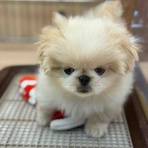 八王子市 ペットショップワンラブ カインズ八王子店ペッツワンコーナースタッフブログ