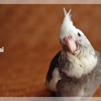 オカメなのにオカメじゃないHAL（ハル）