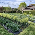 向島ポンポコ日記