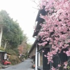 『京都嵯峨野巡りデジタル写真集２０２３ 『鳥居本の初桜』 』の画像