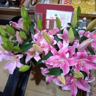 NPO犬猫みなしご救援隊・代表ブログ・みなしご庵へようこそ