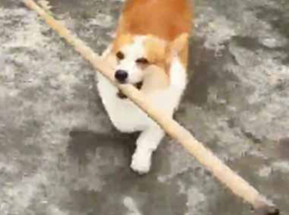 【ひらめいた！】 長い棒が引っかかって犬は部屋に入れない。…あ、そうか！ → 犬はこうした…