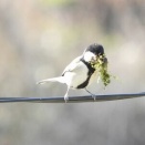 シジュウカラの愛の巣