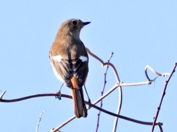 2026年1月4日の野鳥公園