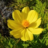 『第34回ナノプラネットゼミの再案内』の画像