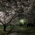 「夜桜」