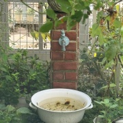 ＊バラの気持ちと休眠中のシクラメン