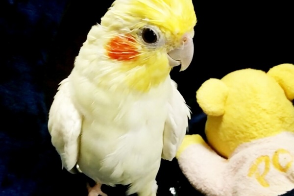 Pbfdそらちゃんと あむしろインコ日記 オカメインコ