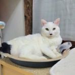 みにみゅう　猫の飼い主さん募集中　