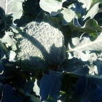 果樹と野菜の栽培時々釣り、横須賀(新)