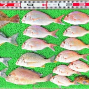 2025年7月19日　釣果