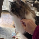 テンちゃんをマッサージ