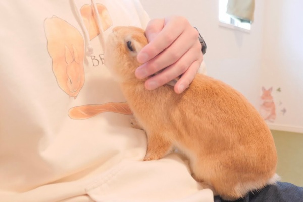 Youtubeペット動画まとめブログ うさぎ