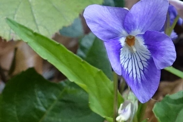 明星山系 耳納山系で見かけた草花 スミレ科