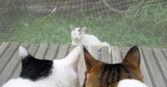 やさしいねこ　１３