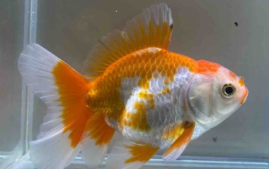 『金魚•メダカ入舎情報‼️』の画像