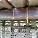 こっこ🐔🐔🐔　５歳４か月目【やっぱりヘビ🐍が狙ってる🥚】