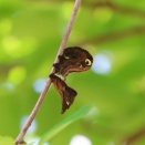 アケビコノハ/ Eudocima tyrannus