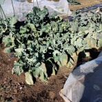 早期＆定年退職したオヤジの投資Blog