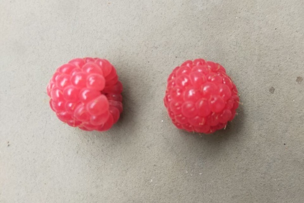果樹ログ～果樹を育てて食べる～