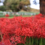 くろいわんこのブログ