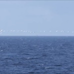 むつ湾フェリーでいるかに会いたい（隊）