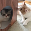 こんなスケールの大きな遊びを考えたのは誰？