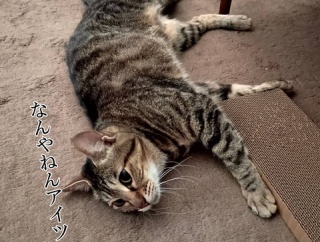 ポン太のカテーテル洗浄でした。と、黄緑の和紙プレート作りました。