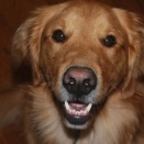 うちの犬、今日はやたらとストーブの前に寝たがる  熱いからやめなって退かすんだけど、それでも粘る【再】